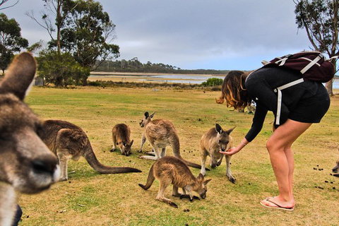 4-Day Fabulous Tasmania Tour: Wineglass Bay, Port Arthur, Devils & Bruny Island - Gold Coast Attractions 5