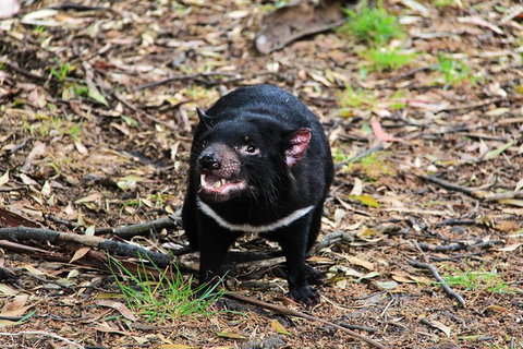 4-Day Fabulous Tasmania Tour: Wineglass Bay, Port Arthur, Devils & Bruny Island - Gold Coast Attractions 4