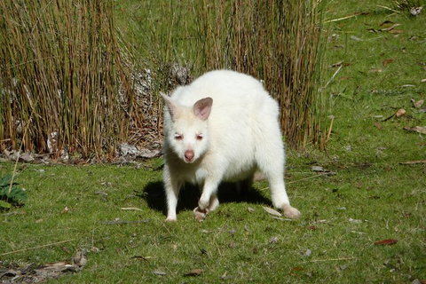 4-Day Fabulous Tasmania Tour: Wineglass Bay, Port Arthur, Devils & Bruny Island - Gold Coast Attractions 2