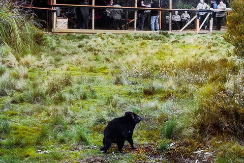 1-Hour Tasmanian Devil Feeding Day Tour At Cradle Mountain - Gold Coast Attractions 4