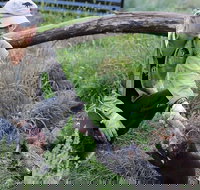 1-Hour Tasmanian Devil Feeding Day Tour at Cradle Mountain - Gold Coast Attractions