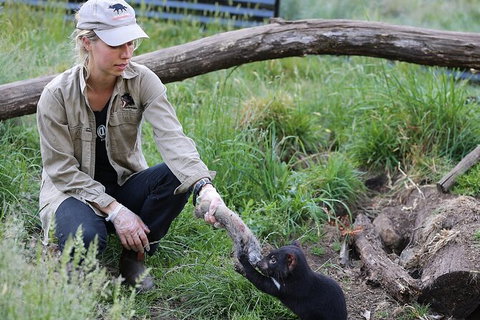 1-Hour Tasmanian Devil Feeding Day Tour At Cradle Mountain - Gold Coast Attractions 0