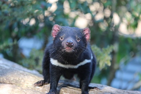 1-Hour Tasmanian Devil Feeding Day Tour At Cradle Mountain - Gold Coast Attractions 5