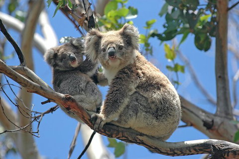 LGBT+ Friendly Full Day Phillip Island Private Tour - Gold Coast Attractions 1