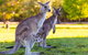 LGBT+ Friendly Full Day Phillip Island Private Tour - thumb 2