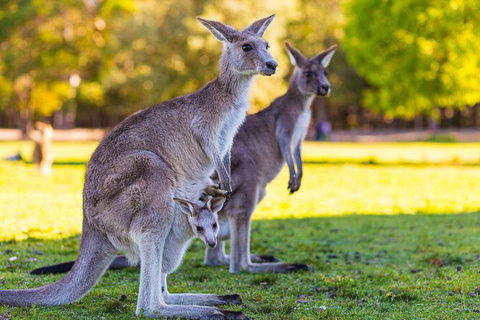 LGBT+ Friendly Full Day Phillip Island Private Tour - Gold Coast Attractions 2