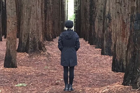 Private Aqueduct To California Redwoods Hiking Tour - Gold Coast Attractions 1