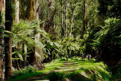 Private Aqueduct To California Redwoods Hiking Tour - Gold Coast Attractions 2