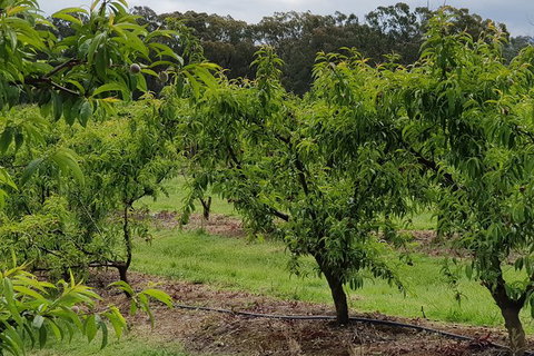 Yarra Valley Wineries And Rayners Orchard Tour From Melbourne - Gold Coast Attractions 27
