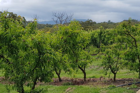 Yarra Valley Wineries And Rayners Orchard Tour From Melbourne - Gold Coast Attractions 16