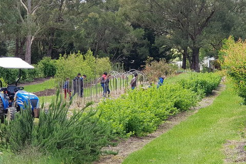 Yarra Valley Wineries And Rayners Orchard Tour From Melbourne - Gold Coast Attractions 3