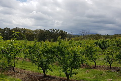 Yarra Valley Wineries And Rayners Orchard Tour From Melbourne - Gold Coast Attractions 18