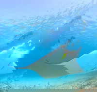 Marine Eco Safari - Swim with Manta Rays - Gold Coast Attractions