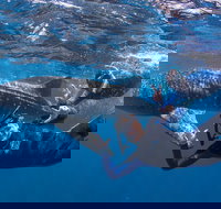 Whale Shark Safari - Gold Coast Attractions