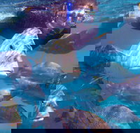 Coral Bay 2-Hour Coral Viewing and Snorkeling - Gold Coast Attractions