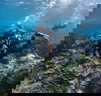 Ningaloo Adventure and Manta Ray Tour - Gold Coast Attractions