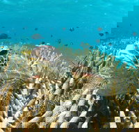 Coral Bay 3-Hour Turtle Ecotour - Gold Coast Attractions