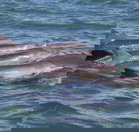 Cruise  a Winery or Brewery scenic tour - Gold Coast Attractions