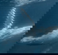 Humpback Whale Safari - Gold Coast Attractions