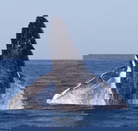 Full-Day Whale Watching Snorkeling and Swimming at Coral Bay - Gold Coast Attractions