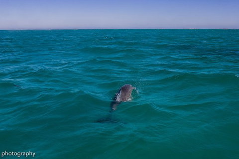 Ningaloo Immersion Private Charter - Gold Coast Attractions 1
