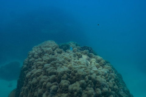 Ningaloo Immersion Private Charter - Gold Coast Attractions 4