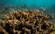 Ningaloo Immersion Private Charter - thumb 6
