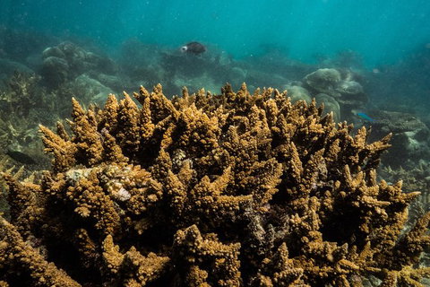 Ningaloo Immersion Private Charter - Gold Coast Attractions 6