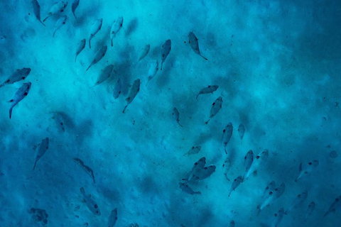 Ningaloo Immersion Private Charter - Gold Coast Attractions 2