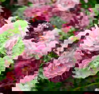 Botanical gardens winery and scenic full day tour - Gold Coast Attractions