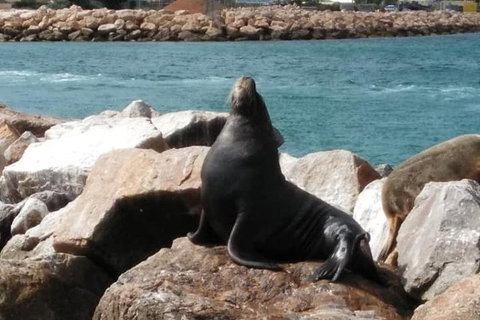 Lobster Fishing Tour At Geraldton - Gold Coast Attractions 3
