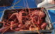 Lobster Fishing Tour At Geraldton - thumb 6