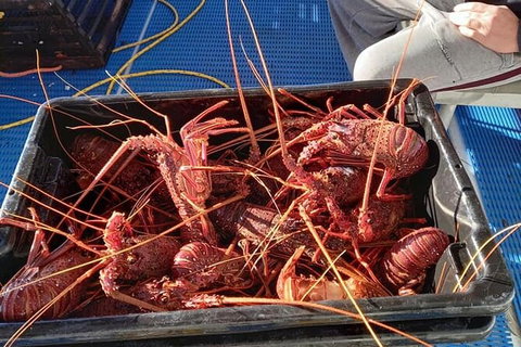 Lobster Fishing Tour At Geraldton - Gold Coast Attractions 6