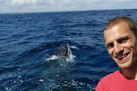 Whale Watching Boat Tour In Geraldton - Gold Coast Attractions 2