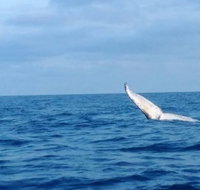 Whale Watching boat tour in Geraldton - Gold Coast Attractions