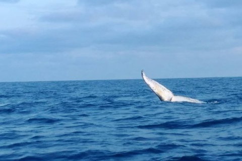 Whale Watching Boat Tour In Geraldton - Gold Coast Attractions 0