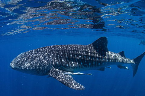 Full-Day Whale Sharks Swimming Experience On Ningaloo Reef - Gold Coast Attractions 10
