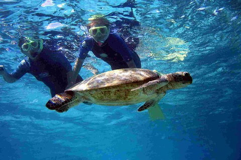 Full-Day Whale Sharks Swimming Experience On Ningaloo Reef - Gold Coast Attractions 7