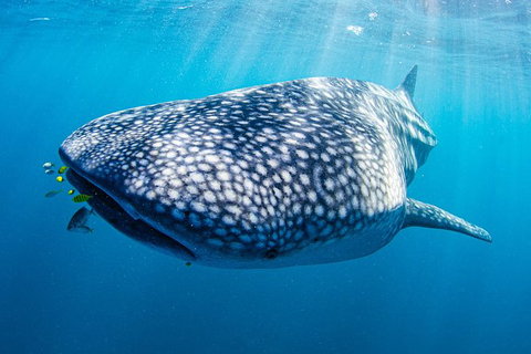 Full-Day Whale Sharks Swimming Experience On Ningaloo Reef - Gold Coast Attractions 9