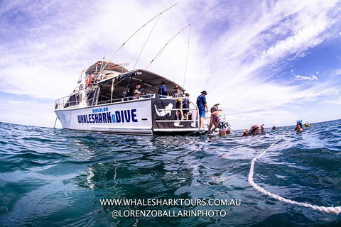 Full-Day Whale Sharks Swimming Experience On Ningaloo Reef - Gold Coast Attractions 13