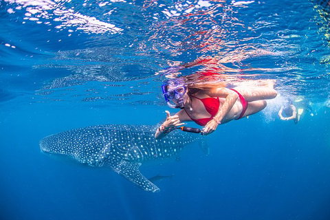 Full-Day Whale Sharks Swimming Experience On Ningaloo Reef - Gold Coast Attractions 0
