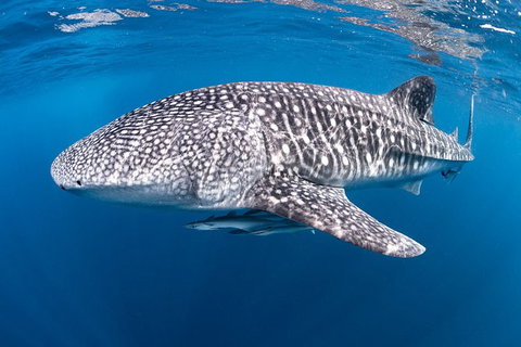 Full-Day Whale Sharks Swimming Experience On Ningaloo Reef - Gold Coast Attractions 14