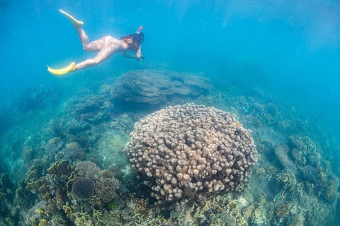 Full-Day Whale Sharks Swimming Experience On Ningaloo Reef - Gold Coast Attractions 6