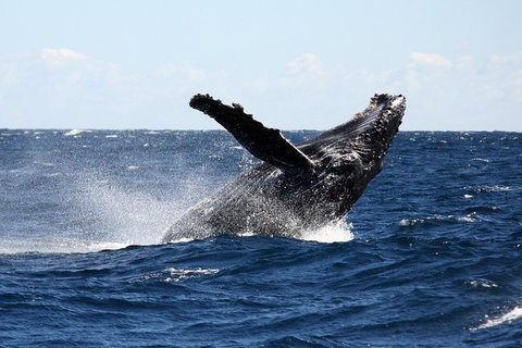 Full-Day Whale Sharks Swimming Experience On Ningaloo Reef - Gold Coast Attractions 8