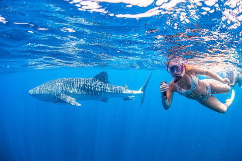 Full-Day Whale Sharks Swimming Experience On Ningaloo Reef - Gold Coast Attractions 17