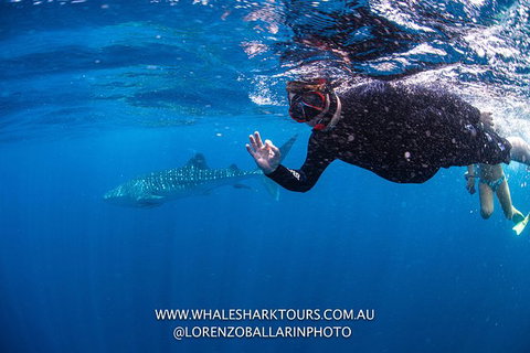 Full-Day Whale Sharks Swimming Experience On Ningaloo Reef - Gold Coast Attractions 2