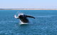 AOC Broome Whale Watching - thumb 3