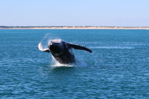 AOC Broome Whale Watching - Gold Coast Attractions 3