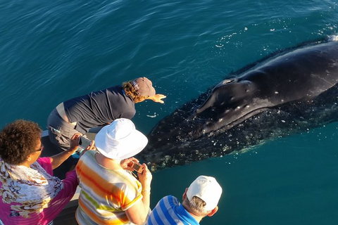 AOC Broome Whale Watching - Gold Coast Attractions 0
