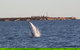 AOC Broome Whale Watching - thumb 2